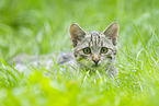 wildcat