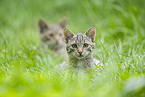 wildcat