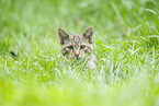 wildcat