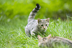 wildcat