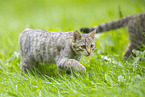 wildcat