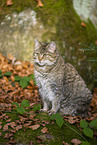 wild cat