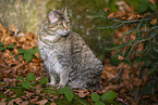 wild cat