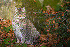 wild cat