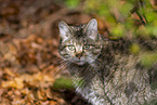 wild cat