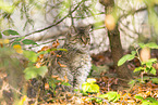 wild cat