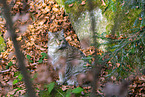 wild cat