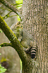 european wildcat