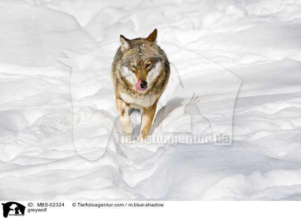 Europischer Wolf / greywolf / MBS-02324