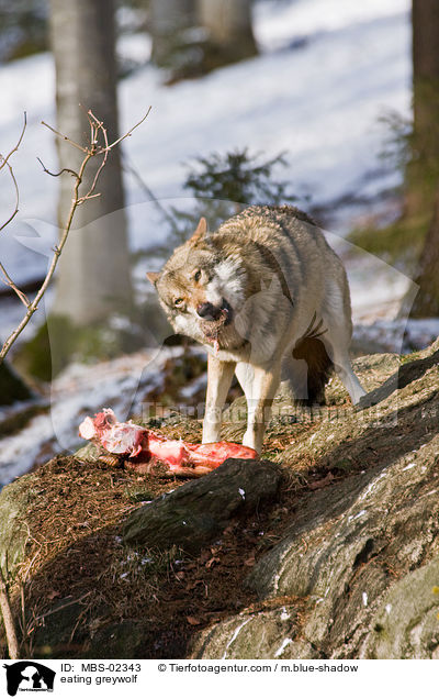 fressender Europischer Wolf / eating greywolf / MBS-02343