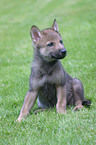 young greywolf