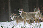wolves in snow