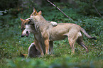 wolves