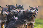 wolves