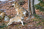 greywolfs
