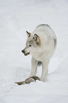 wolf with prey