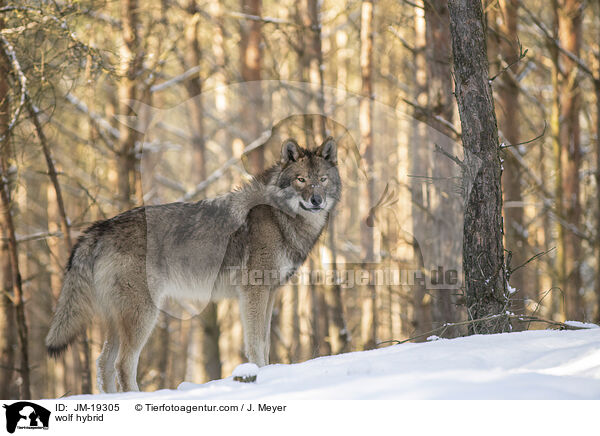 Wolfshybrid / wolf hybrid / JM-19305
