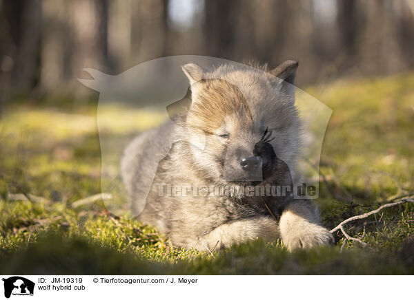 Wolfshybrid Welpe / wolf hybrid cub / JM-19319