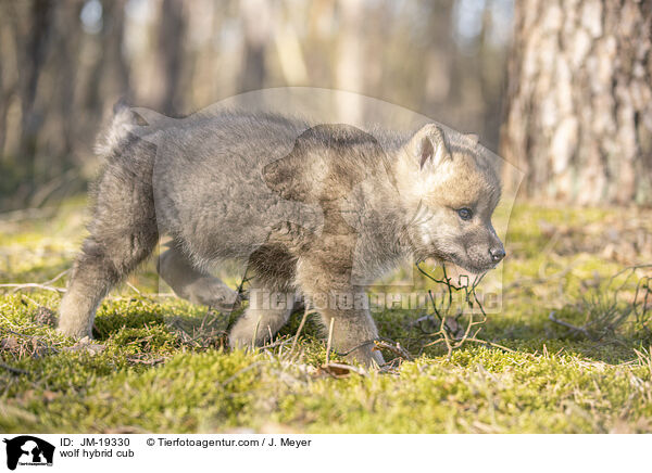 Wolfshybrid Welpe / wolf hybrid cub / JM-19330