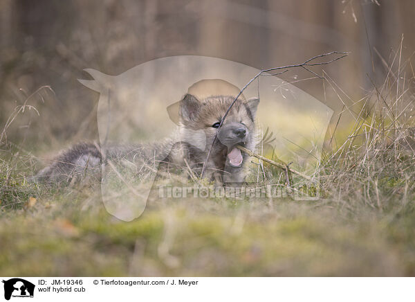 Wolfshybrid Welpe / wolf hybrid cub / JM-19346