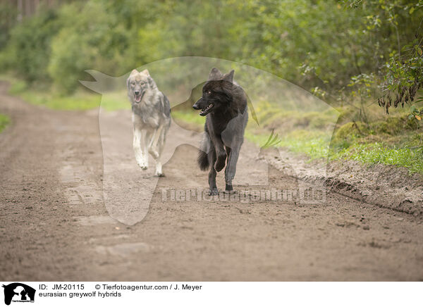 eurasian greywolf hybrids / JM-20115