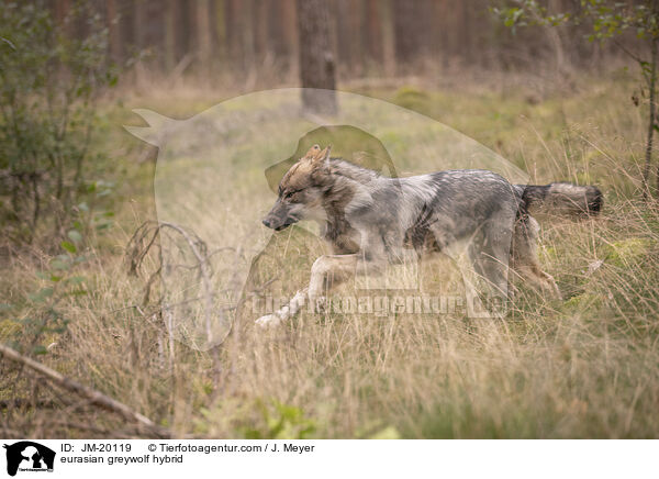 eurasian greywolf hybrid / JM-20119
