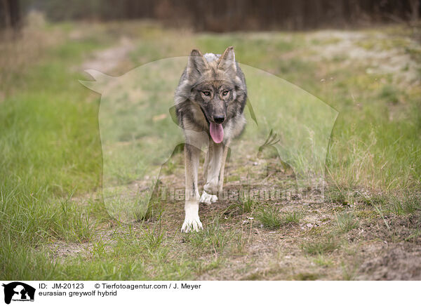 eurasian greywolf hybrid / JM-20123