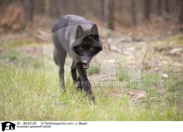 Eurasischer Grauwolf Hybrid / eurasian greywolf hybrid / JM-20125