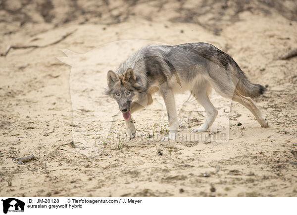 eurasian greywolf hybrid / JM-20128