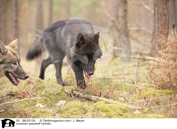 eurasian greywolf hybrids / JM-20130