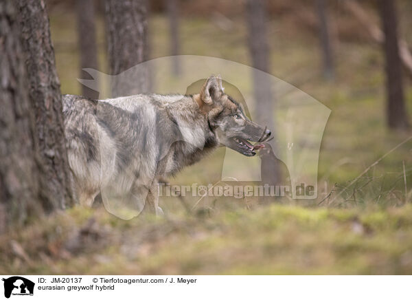 eurasian greywolf hybrid / JM-20137