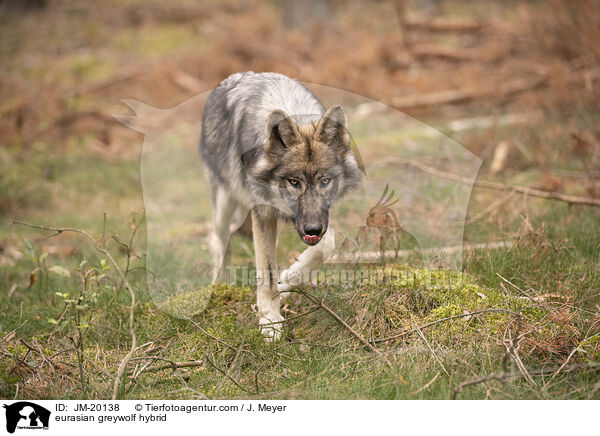 eurasian greywolf hybrid / JM-20138