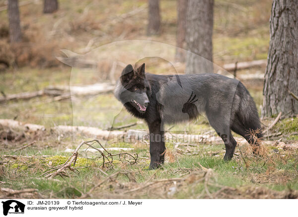 eurasian greywolf hybrid / JM-20139
