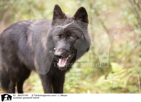 eurasian greywolf hybrid / JM-20140