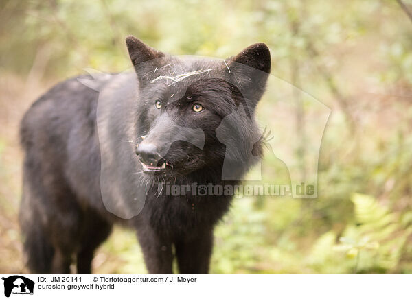 eurasian greywolf hybrid / JM-20141