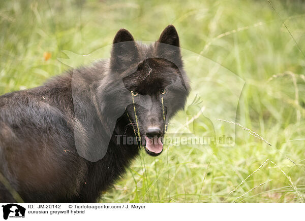 eurasian greywolf hybrid / JM-20142