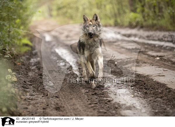 eurasian greywolf hybrid / JM-20145