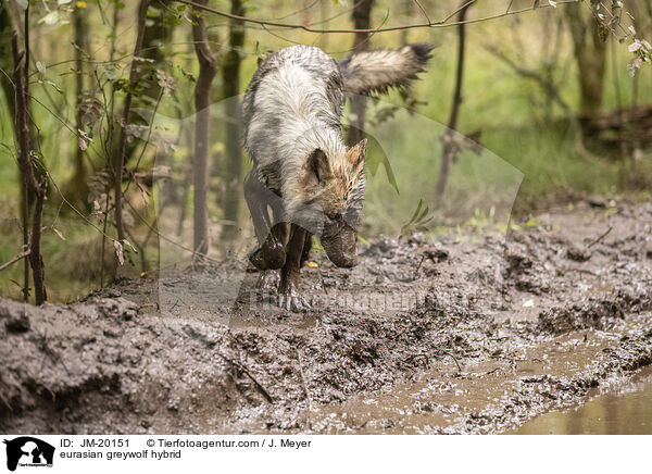 Eurasischer Grauwolf Hybrid / eurasian greywolf hybrid / JM-20151