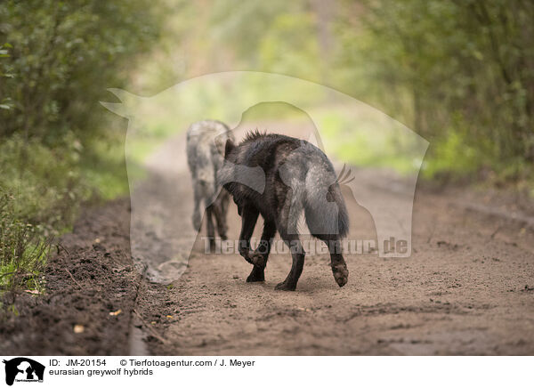 eurasian greywolf hybrids / JM-20154