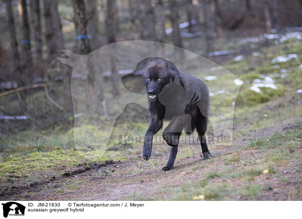 Eurasischer Grauwolf Hybrid / eurasian greywolf hybrid / JM-21830