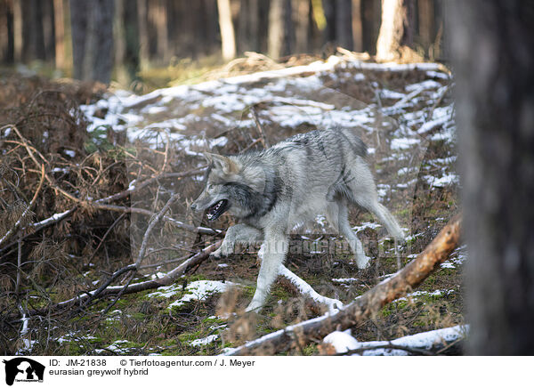 Eurasischer Grauwolf Hybrid / eurasian greywolf hybrid / JM-21838