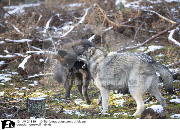 Eurasische Grauwolf Hybriden / eurasian greywolf hybrids / JM-21839