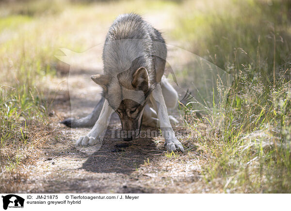 Eurasischer Grauwolf Hybrid / eurasian greywolf hybrid / JM-21875