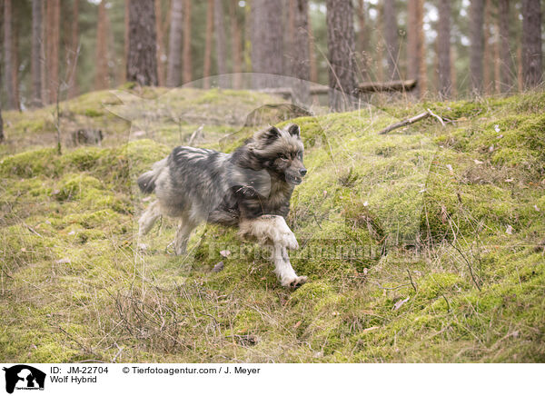 Wolf Hybrid / JM-22704