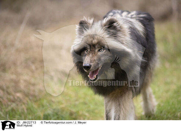 Wolf Hybrid / JM-22713