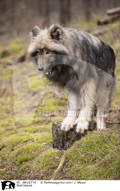 Wolfshybrid / Wolf Hybrid / JM-22714