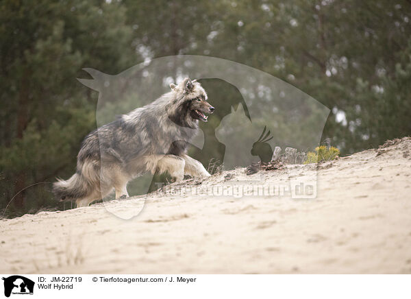 Wolf Hybrid / JM-22719