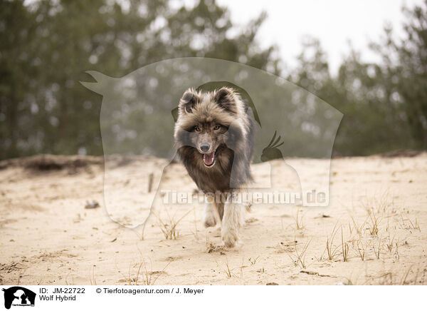 Wolf Hybrid / JM-22722