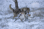wolf hybrid