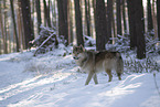 wolf hybrid